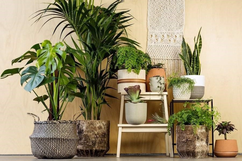 Trang trí nội thất biệt thự bằng cây cảnh