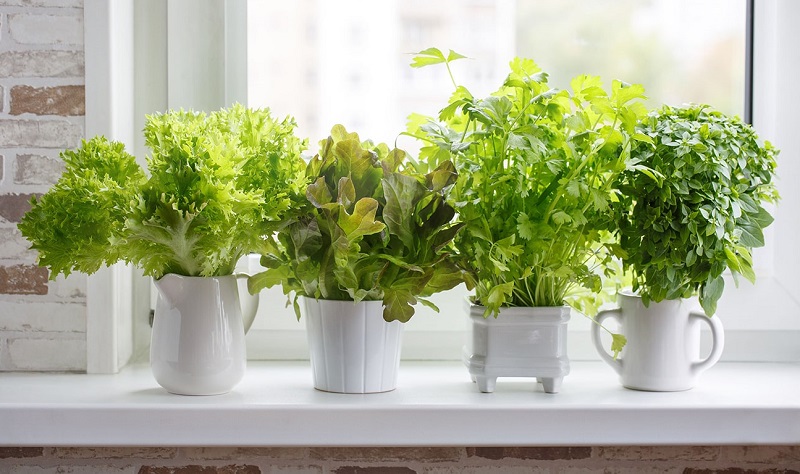 Những loại rau có thể dùng để trồng trong nhà bếp như hành, rau mùi, bạc hà, mùi tây, hương thảo…